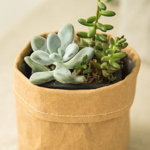 Desktop Planters